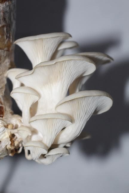Oyster Mushrooms